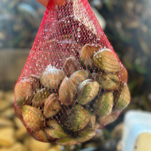 Littleneck Clams (Live) 1KG